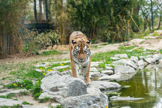 Tiger in the zoo in Straubing