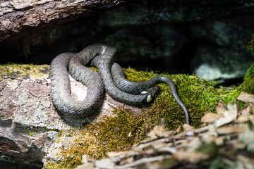 Grass snake (Natrix natrix) in the Staubing zoo