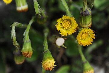 yellow dandelion flower