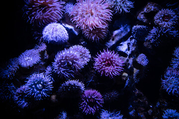  ansammlung von seeigeln am boden eines aquariums - seeigel gehören zur gattung der stachelhäutern