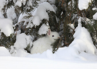 white hare in the forest in winter