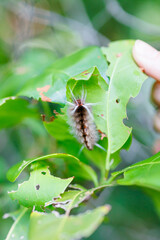 caterpillar under leaves, key largo