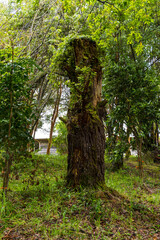 arbol muerto