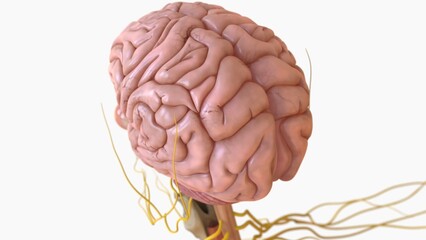 Human brain anatomy for medical concept 3D rendering