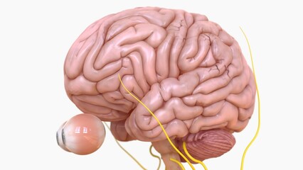 Human brain anatomy for medical concept 3D rendering