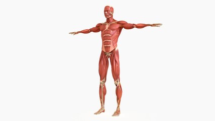 Human Muscle Anatomy For medical concept 3D rendering