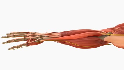 Obraz na płótnie Canvas Human Muscle Anatomy For medical concept 3D rendering