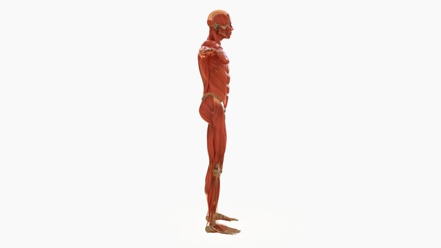 Human Muscle Anatomy For medical concept 3D rendering