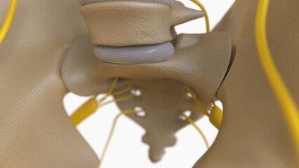 Human Skeleton Anatomy For medical concept 3D rendering