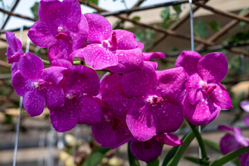 Pink orchid blooming