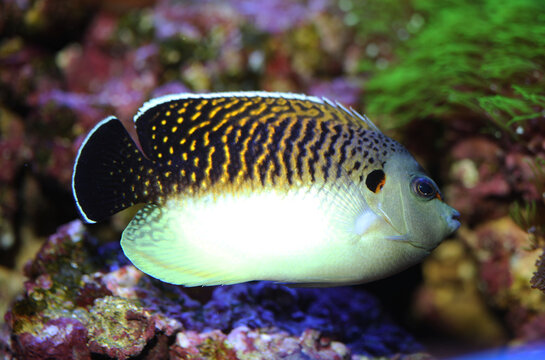 Rare and expensive Tiger Angelfish (Apolemichthys kingi) from Deep reef among African Coast