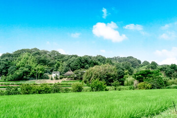 Fototapeta na wymiar 里山の風景