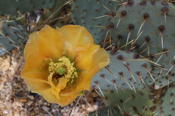 Obraz na płótnie Canvas Opuntia engelmannii - Desert prickly pear - Discus prickly pear - Engelmann's prickly pear - Nopal - Abrojo - Joconostle - Vela de coyote