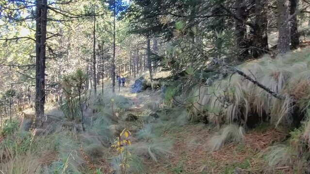 Caminata en el bosque