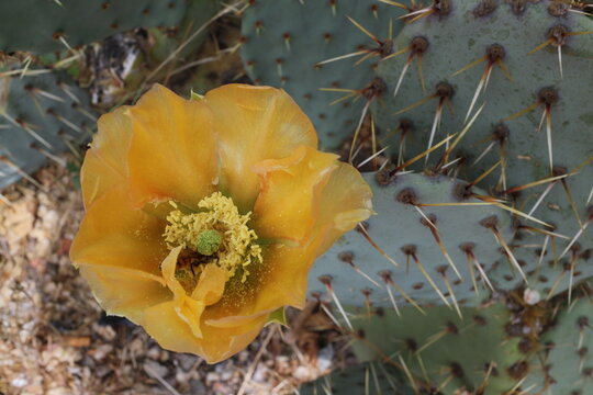 Opuntia engelmannii - Desert prickly pear - Discus prickly pear - Engelmann's prickly pear - Nopal - Abrojo - Joconostle - Vela de coyote