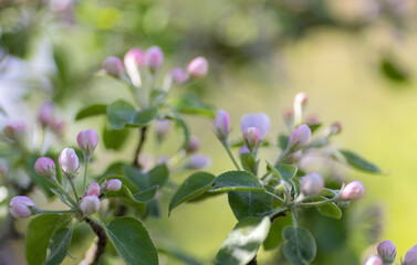 pink apple tree flowers buds on green background