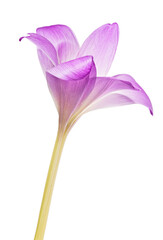large light  lilac crocus bloom on white