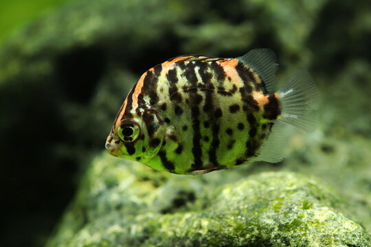 red face scat (Scatophagus argus rubrifrons) swimming in aquarium