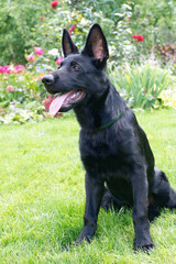 German shepherd puppy