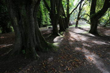Country park - Muckross Abbey - Killarney National Park - Kerry - Ireland