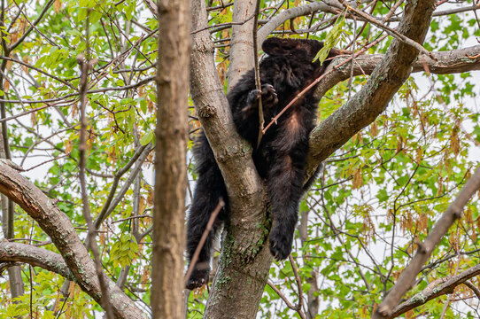 Sleeping Black Bear, Shenandoah National Park, Virginia USA, Virginia