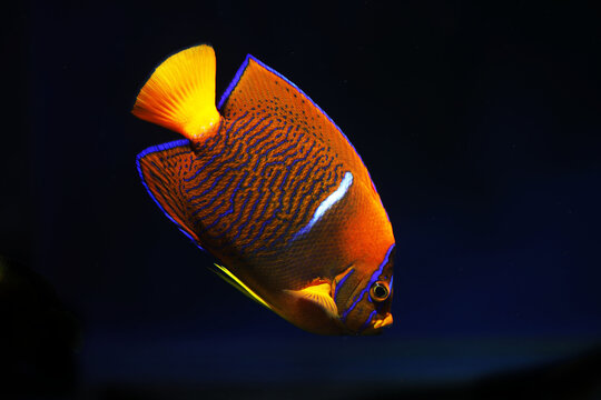 King and Clarion angelfish Hybrid