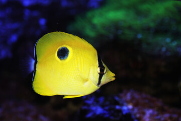 Yellow Teardrop Butterflyfish (Chaetodon interruptus) from Maldives