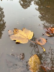 autumn leaves reflected in water / fallen leaf in puddle