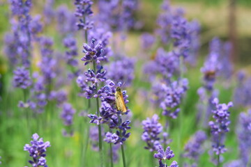 Slovac flower market, purple with bee