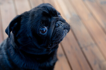 Pug. Portrait of a black pug.