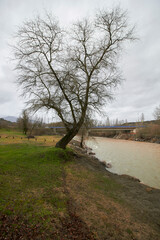 Fototapeta na wymiar the tree in the river 