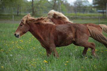 Obraz premium Islandpferde auf einer Wiese im Frühling in Nord Deutschland