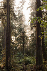 morning in the woods