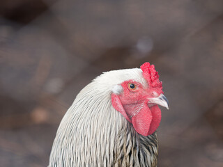 Hen in nature, Chicken
