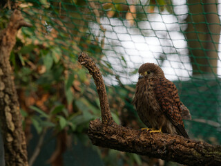 Rock kestrel staring out of a cage at a rehabilitation centre