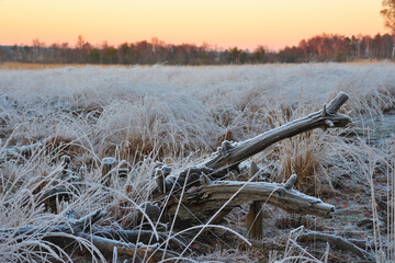 Frostiger morgen im Moor