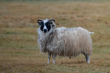 Mouton Islandais