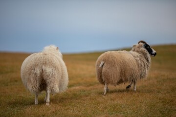 Obraz premium Mouton Islandais