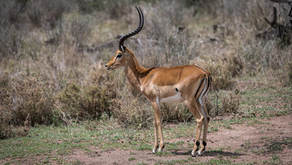 Naklejka na ściany i meble Impala in Serengeti National Park
