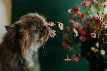 Cat sniffing pink flower. Colorful red bouquet. Beautiful natural background
