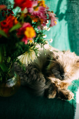 Cat lies resting under colorful flowers. Adult cat