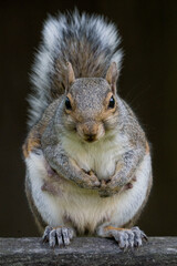 Large female squirrel stares directly down the camera 