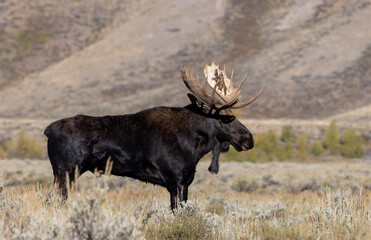 Bull Shiras Moose During the Rut in Grand Teton National Park Wyoming in Autumn