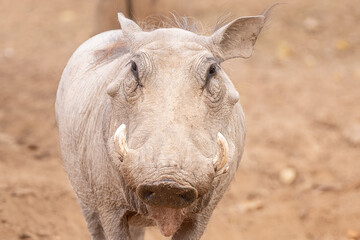 male warthog gets a close up while in captivity