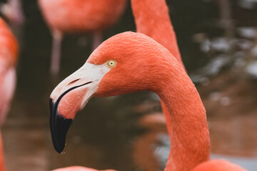 pink flamingo gets a close up head shot while gathering in the pond on a sunny day