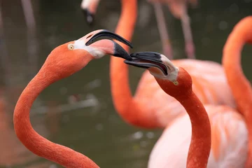 Gardinen pink flamingo gets a close up head shot while gathering in the pond on a sunny day © J.A.