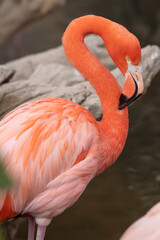 pink flamingo gets a close up head shot while gathering in the pond on a sunny day