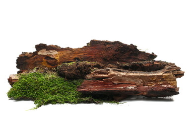 Green moss on rotten branch isolated on white, side view