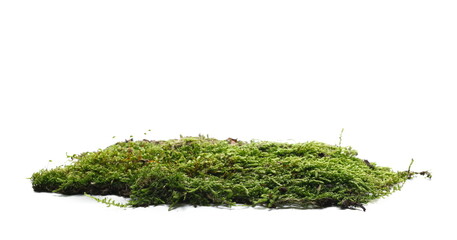 Green moss isolated on white background, side view