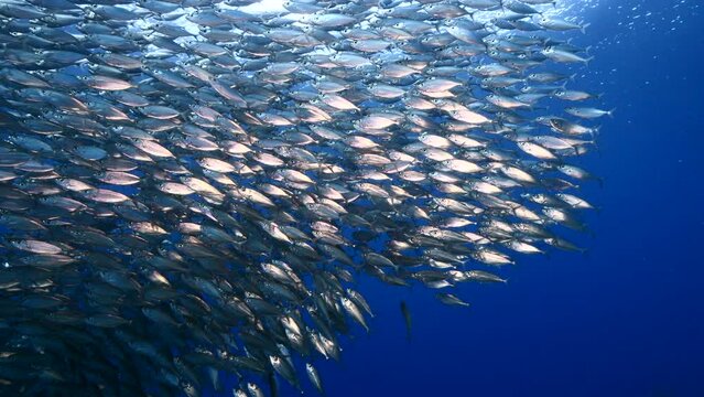 Seascape with Bait Ball, School of Fish, Mackerel fish in the coral reef of the Caribbean Sea, Curacao
